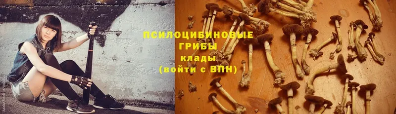 Галлюциногенные грибы Psilocybine cubensis  Киреевск 